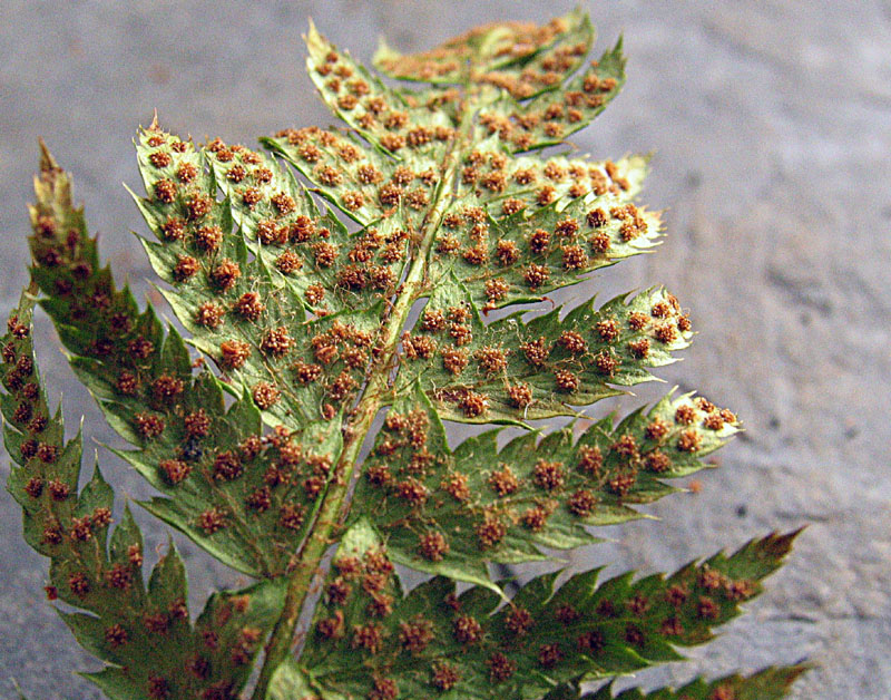 Polystichum setiferum / Felce setifera